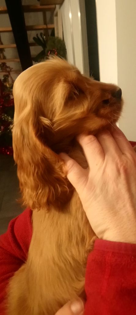 Chiots nés chez  nous 